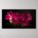 Alstroemeria Print