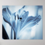 Alstroemeria Posters