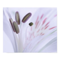 Alstroemeria posters