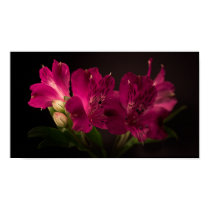 Alstroemeria posters