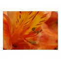 ALSTROEMERIA POSTER/PRINT by GINABARE ALSTROEMERIA POSTER/PRINT