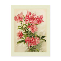 Alstromeria Postcard