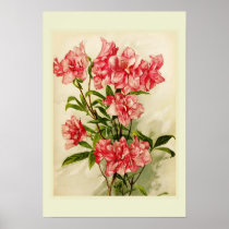 Alstromeria Posters
