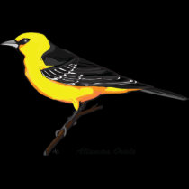 ALTAMIRA ORIOLE t-shirts by GRACEVISIONS ALTAMIRA ORIOLE t-shirts