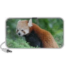 Altavoces curiosos de la panda roja