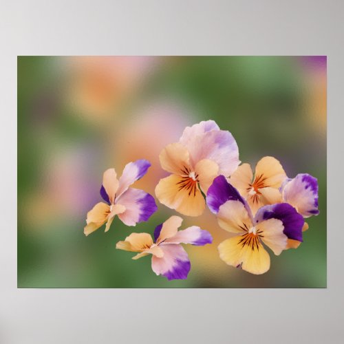 Altered Colorful Garden Pansy's- Print print