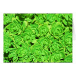 Altered Lime Floral Succulents Greeting Card