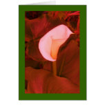 Altered Peach Arum Lily on Green Greeting Cards