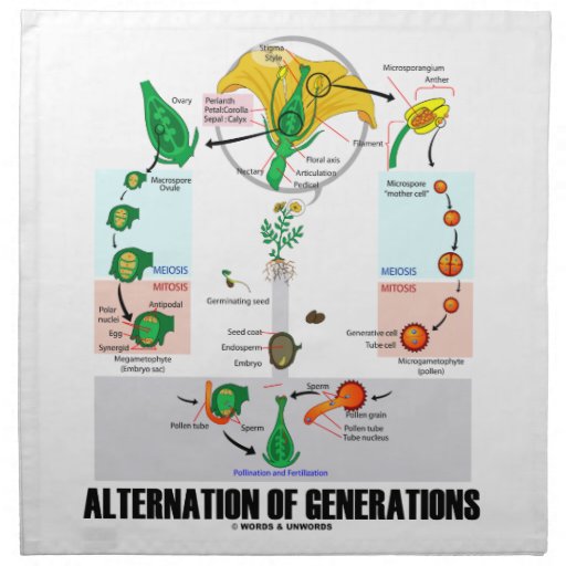 Alternation Of Generations Flower Life Cycle Printed Napkin Zazzle