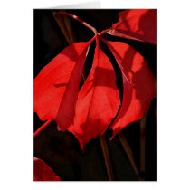 Alterra Vines cards by sukimerk Alterra Vines cards