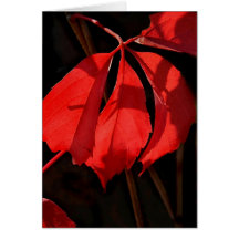 Alterra Vines Greeting Cards