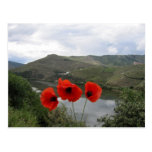 Alto Douro, Portugal postcard