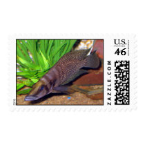 Altolamprologus calvus postage by EliteCichlids Altolamprologus calvus postage