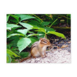 alvin post card