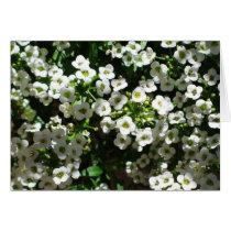 Alyssum cards