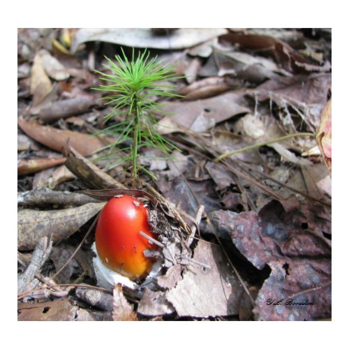 Amanita Emerges print