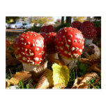 Amanita muscaria postcard