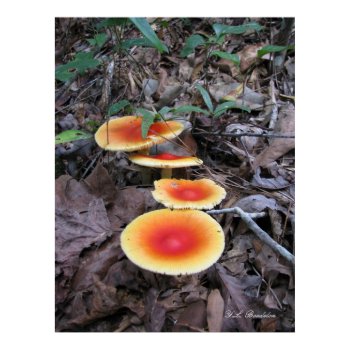 Amanita Mushroom Cluster print