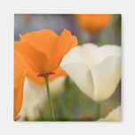 Amapolas de California Imán De Frigorífico