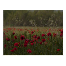 Amapolas Postal