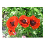 Amapolas/postal del escarlata