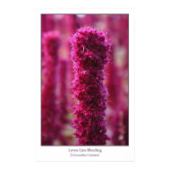 Amaranthus Caudatus print