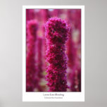 Amaranthus Caudatus Posters