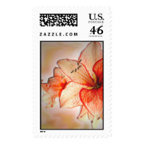 Amarillis Adoration Postage