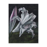 amarygia parkeri post cards