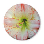 Amaryllis-021 Refrigerator Magnets Amaryllis-021 Refrigerator Magnets