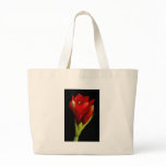 amaryllis, hippeastrum, flowers prints photograph,