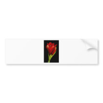 Amaryllis 12-23-2010 bumper stickers