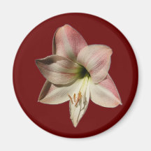 Amaryllis 1 ~ magnet