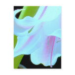 amaryllis 1 post cards