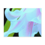 amaryllis 1 postcard