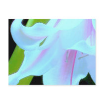 amaryllis 1 postcard