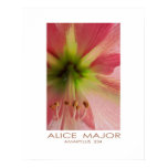 pink, spring, flowers, major, flower, amaryllis,