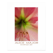 Amaryllis 234 posters by Alice_Major Amaryllis 234 posters