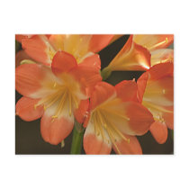 Amaryllis 2 postcard