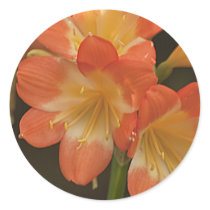 Amaryllis 2 round stickers