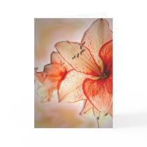 Amaryllis Adoration cards