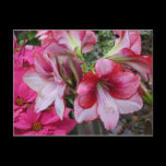Amaryllis and Poinsettia Postcard