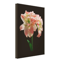 Amaryllis Aphrodite canvas prints
