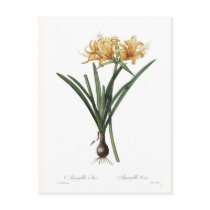Amaryllis aurea post card