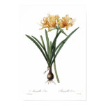 amaryllis, vintage, floral, botany, gardening,
