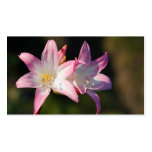 Amaryllis belladonna - 2012 pocket calendar business card