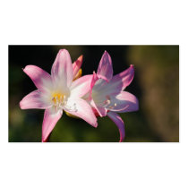 Amaryllis belladonna - 2012 pocket calendar business card