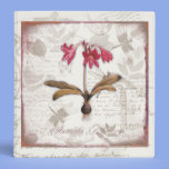 Amaryllis Belladonna binders