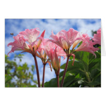 Amaryllis belladonna greeting cards