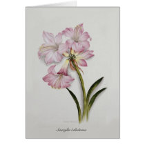 Amaryllis belladonna cards by Botany_Boy Amaryllis belladonna cards